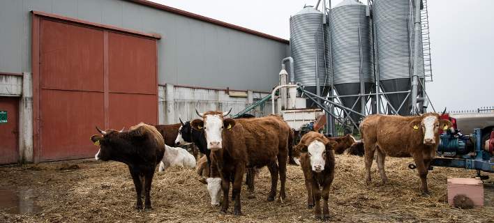 Αποζημιώσεις 5,5 εκατ. ευρώ σε κτηνοτρόφους %CE%BAkthnotrofoi