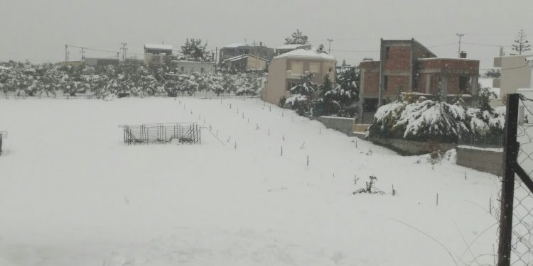 basilies9