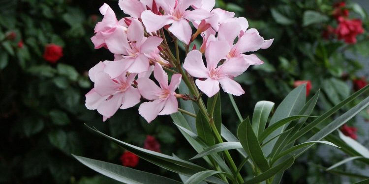 nerium-oleander_sfaka