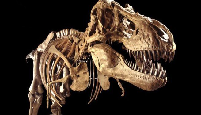 tyranosavros