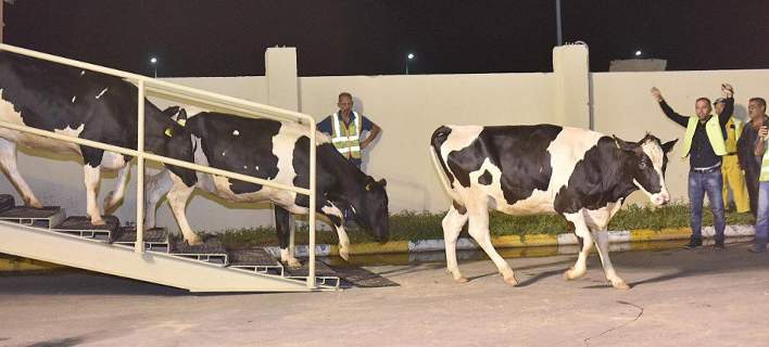 cows