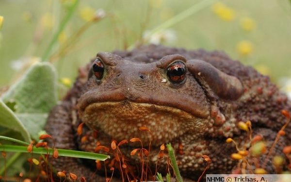 48434_bufo-bufo