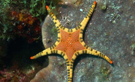 asterias