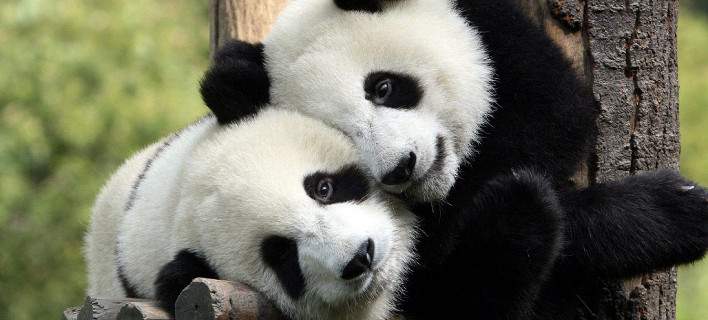 panda-agalia