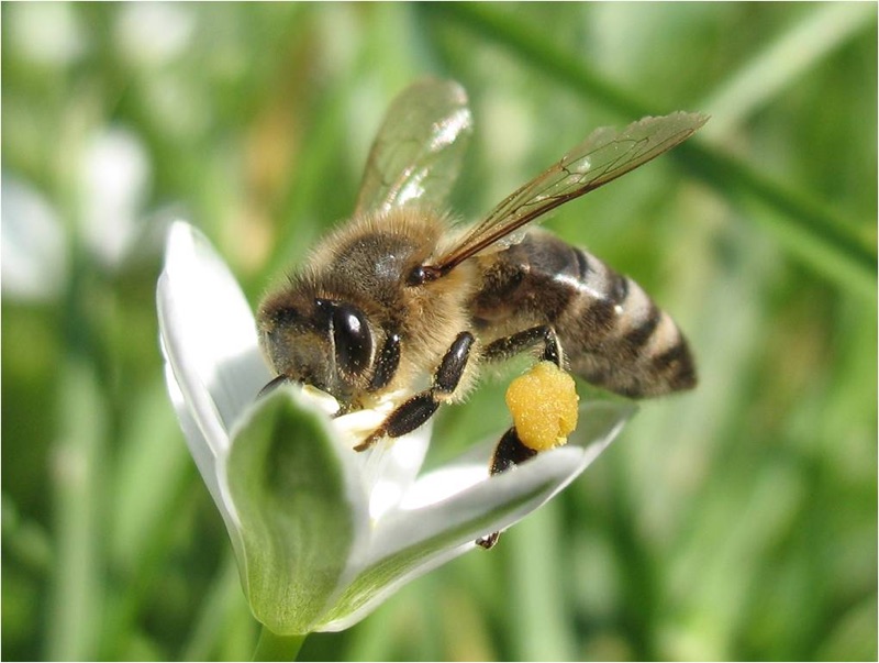 honey-bees-2