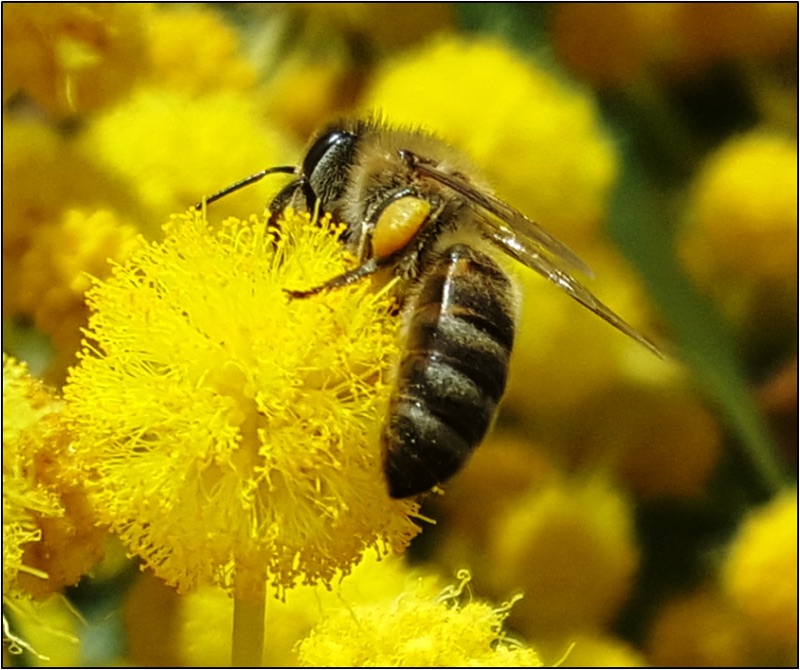 honey-bees-3