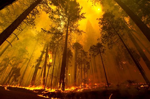 pyrkagia-kalifornia