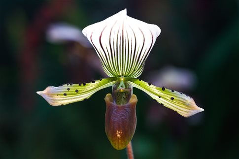 orxidea