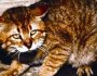 agriogatos
