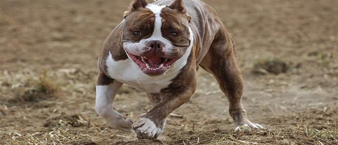 pit-mpoul