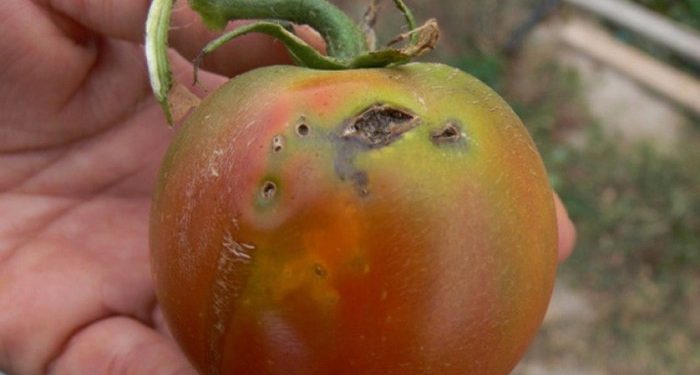 tuta-tomata