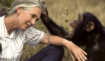 Orphan chimpanzee at Tchimpounga Sanctuary grooms Dr. Jane Goodall
