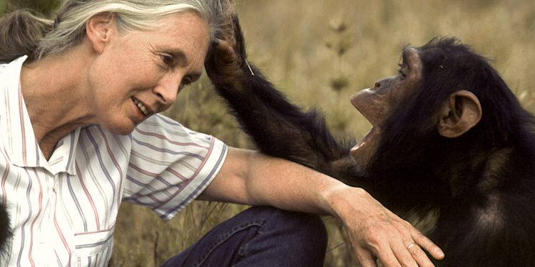 Orphan chimpanzee at Tchimpounga Sanctuary grooms Dr. Jane Goodall