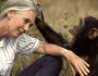 Orphan chimpanzee at Tchimpounga Sanctuary grooms Dr. Jane Goodall