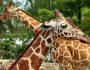giraffe-thumb-large