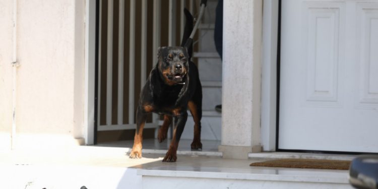 rotweiler-spiti-glyka-nera