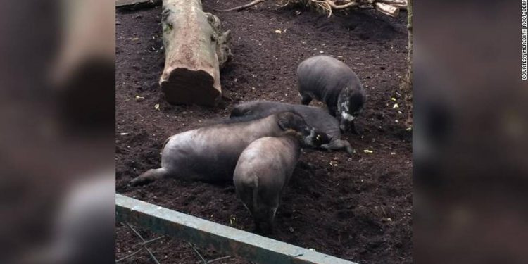 191004165520-pigs-use-tools-exlarge-169