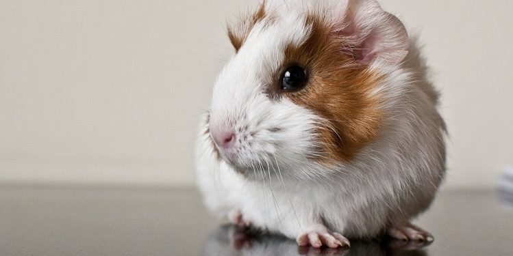 guinea-pig-3