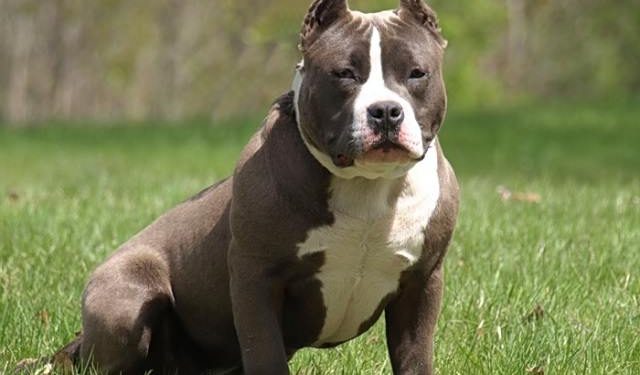 american-pitbull