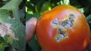 tomates-ios
