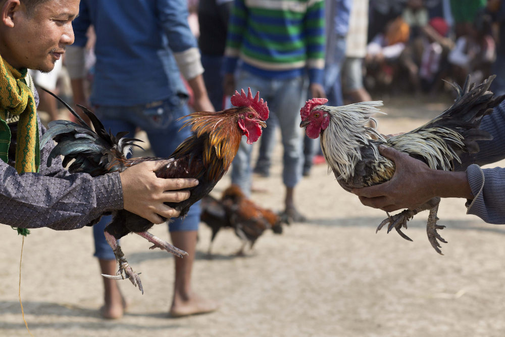 Indian Tiwa tribal men check their roosters before a cockfight as part of Jonbeel festival near Jagiroad, about 75 kilometers (47 miles) east of Gauhati, India, Friday, Jan. 20, 2017. Tribal communities like Tiwa, Karbi, Khasi, and Jaintia from nearby hills come down in large numbers to take part in the festival and exchange goods through an established barter system. (AP Photo/Anupam Nath)