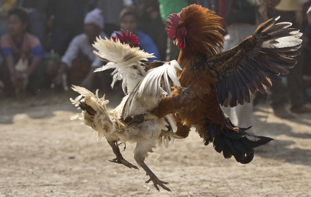 Roosters attack each other during a rooster fight as part of Jonbeel festival near Jagiroad, about 75 kilometers (47 miles) east of Gauhati, India, Friday, Jan. 20, 2017. Tribal communities like Tiwa, Karbi, Khasi, and Jaintia from nearby hills come down in large numbers to take part in the festival and exchange goods through an established barter system. (AP Photo/Anupam Nath)