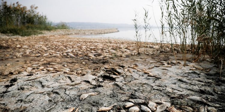 ΧΙΛΙΑΔΕΣ ΝΕΚΡΑ ΨΑΡΙΑ ΣΤΙΣ ΟΧΘΕΣ ΤΗΣ ΛΙΜΝΗΣ ΚΟΡΩΝΕΙΑΣ ΣΤΗΝ ΕΠΑΡΧΙΑ ΛΑΓΚΑΔΑ, ΑΠΟ ΤΙΣ ΥΨΗΛΕΣ ΘΕΡΜΟΚΡΑΣΙΕΣ ΚΑΙ ΤΗΝ ΑΝΟΜΒΡΙΑ ΤΩΝ ΤΕΛΕΥΤΑΙΩΝ ΜΗΝ