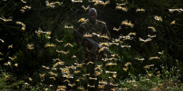 africa-locusts