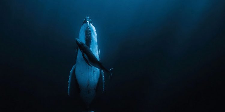1634862_whale_image