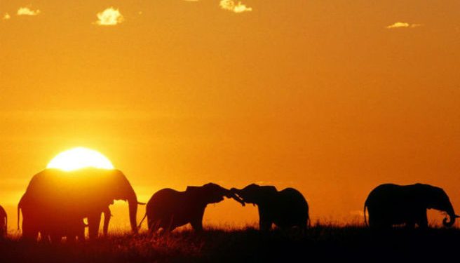 african_elephants_masaai_mara_kenya_africa-medium