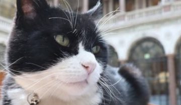 gatos-foreign-office