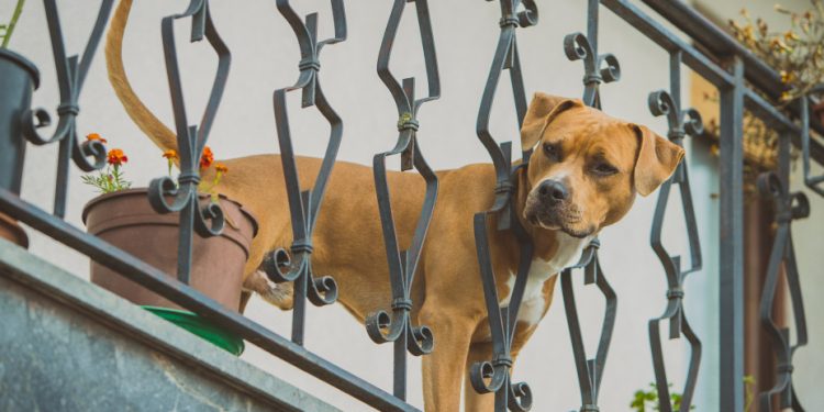 dog_balcony_shutterstock_1220938345