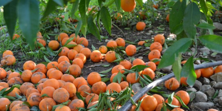 portokalia-sto-edafos