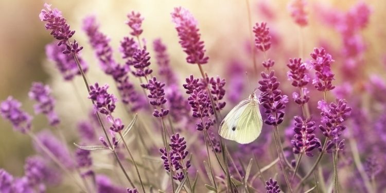 bigstock-beautiful-nature-lavender-fl-87065969