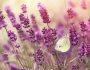 bigstock-beautiful-nature-lavender-fl-87065969