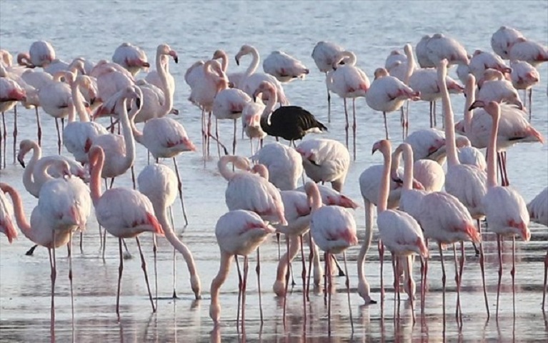 mauro-flamingko