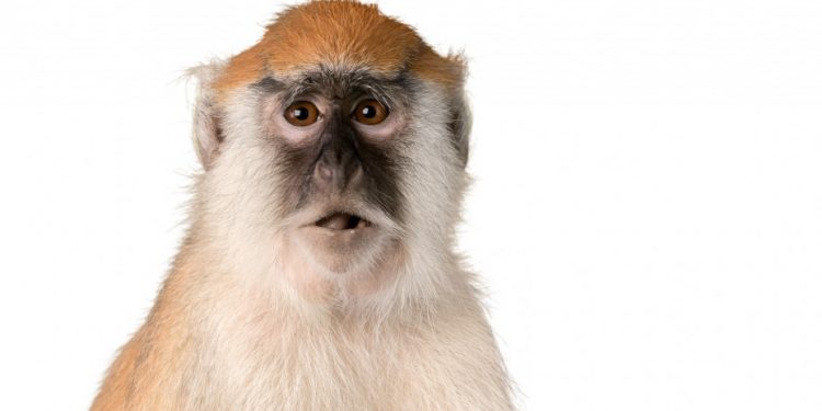 monkey_shutterstock_293857409