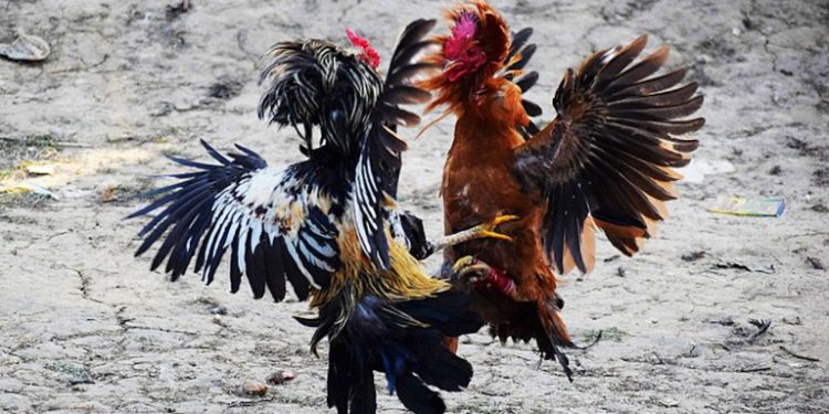 rooster-fight