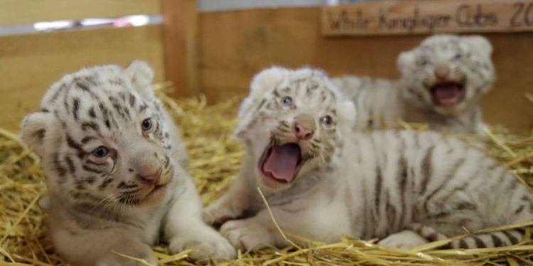 white-tiger