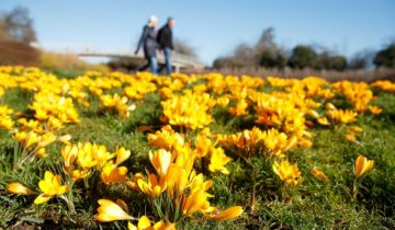 People walk past crocus flowers in Great Linford, Milton Keynes