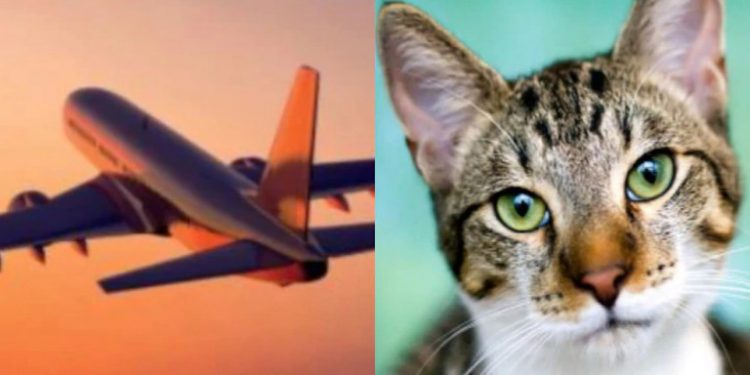airplane-cat