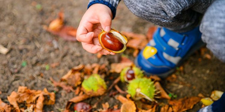 little boy play with chestnuts in autumn day