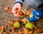 little boy play with chestnuts in autumn day