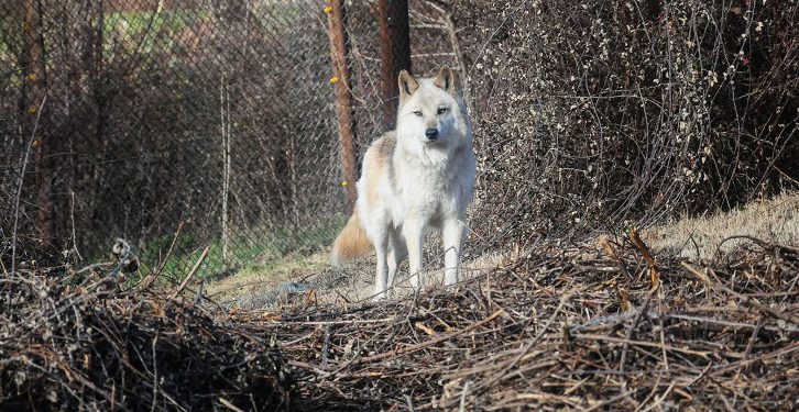 lykos