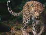 leopardali
