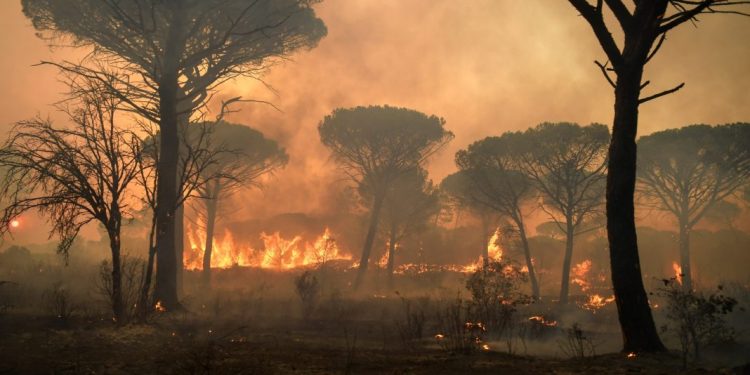 FILES-FRANCE-FIRE-ENVIRONMENT-NATURE-ANIMALS-CLIMATE