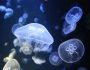 28752287_800px-cretaquarium_jellyfish