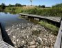 Dead fish float on the surface of the Oder river, as water has been contaminated and is causing the mass extinction of fish in the river, in Kostrzyn upon Oder, Poland, August, 11, 2022. Cezary Aszkielowicz/Agencja Wyborcza.pl via REUTERS ATTENTION EDITORS - THIS IMAGE WAS PROVIDED BY A THIRD PARTY. POLAND OUT. NO COMMERCIAL OR EDITORIAL SALES IN POLAND.  REFILE - CORRECTING CITY