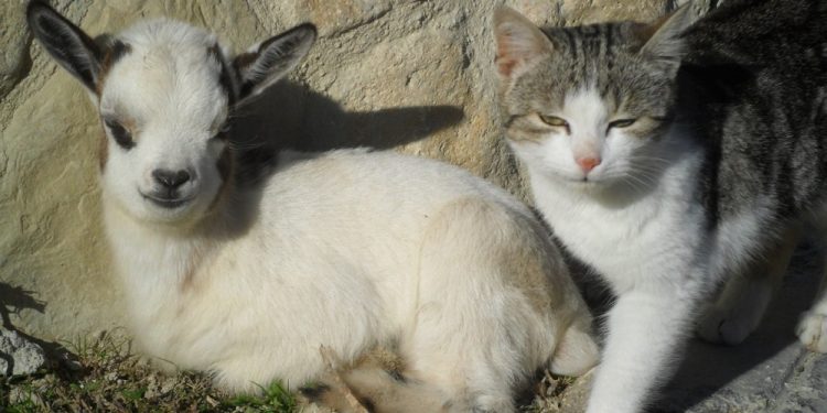 baby-goat-and-kitten