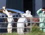 birdflu2911_ap